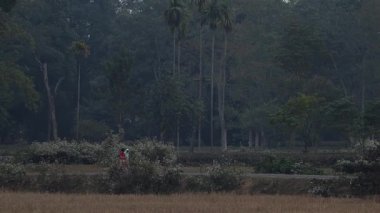 Assam, Hindistan Ocak 2026: Yoğun ağaçlar ve kırsal bir çevrede doğal bitki örtüsüyle çevrili dar bir kırsal yolda yürüyen bir kişi. Sahne, günlük kırsal yaşamı, sessiz hareketi yansıtıyor..