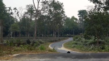 Yoğun ağaçların ve doğal bitkilerin arasından geçen dolambaçlı kırsal yol huzurlu bir kırsal çevrede. Manzaralı yol orman çevresinden kıvrılarak sakin bir açık hava atmosferi yaratır. Seyahat, doğa, kırsal yaşam temaları için ideal.