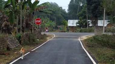 Assam, Hindistan Ocak 2026: Ağaçlar, tarım arazileri ve evlerle çevrili bir köy bölgesinde dur işaretli kırsal bir kavşaktan geçen küçük bir kargo kamyonu. Köylüler yol kenarında görünüyor, günlük ulaşımı yansıtıyorlar..