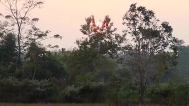 Huzurlu bir orman manzarasında, uzun ağaçların arasında parlayan gün batımı ışığı, doğa, çevre ve seyahat kavramları için uygun sakin ve doğal bir açık hava manzarası yaratır..