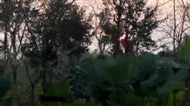 Yoğun tropikal ağaçların ve muz bitkilerinin arasından süzülen ılık günbatımı ışığı, zengin yeşillik ve sakin bir akşam atmosferiyle huzurlu bir kırsal doğa manzarası yaratıyor..