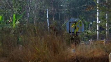 Hindistan 'ın Assam kentindeki sık yeşillikler, muz ağaçları ve doğal bitki örtüsünden geçen huzurlu kırsal yol köy yaşamını, doğayı ve sakin açık hava ortamını temsil ediyor..