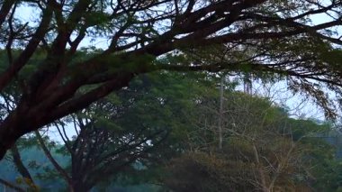 Üst üste binen ağaç dalları ve yoğun yaprakların yer aldığı doğal manzara kırsal bir orman manzarasında geniş yeşil bir tepe örtüsü oluşturuyor. Görüntü, doğa ve çevre için uygun katmanlı ağaçları, organik dokuları ve sakin açık hava atmosferini vurgular..