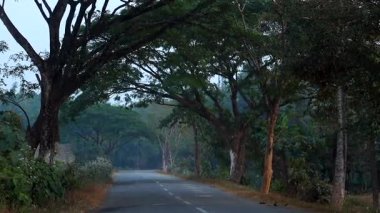 Manzaralı kırsal yol, sık ağaçların arasından geçiyor ve kırsalda doğal yeşil bir tünel oluşturuyor. Görüntü, sakin açık hava atmosferi, yemyeşil yeşillik ve huzurlu köy çevresi, doğa, seyahat, çevre ve arka plan için idealdir..