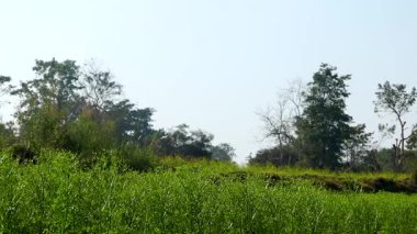 Açık mavi gökyüzünün altında dağınık ağaçlarla kaplı taze yeşil çayırlar, sakin ve doğal bir açık hava ortamı yaratıyor. Sahne büyümeyi, tazeliği ve huzurlu kırsal doğayı yansıtıyor, arka plan ve çevre için uygun..