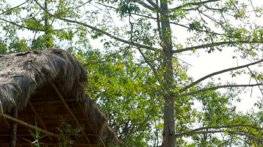 Doğal malzemelerden yapılmış geleneksel sazdan yapılmış bir kulübe kırsal alanda yeşil ağaçların arasında duruyor. Sahne çevre dostu mimariyi, köy hayatını, sürdürülebilir yaşamı ve doğayla uyumu yansıtıyor..