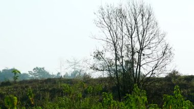Sakin bir kırsal alanda yeşil bitki örtüsünün arasında duran çıplak bir ağacın geniş manzarası. Sahne doğal bitkiler, açık arazi ve yumuşak gün ışığını gösteriyor, doğa ve arka plan kullanımı için uygun barışçıl bir açık hava ortamı yaratıyor..