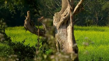 Kırsal alanda yeşil bir hardal tarlasının önünde duran eski bir ağaç gövdesinin geniş bir görüntüsü. Doğal sahne, kabuk dokuma, parlak bitki örtüsü ve gündüz vakti yakalanan barışçıl bir açık hava ortamını ön plana çıkarıyor..