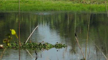 Sakin bir sulak göl üzerindeki ince çubuklara tünemiş su kuşlarının geniş görüşü, yüzen bitki örtüsü ve su yüzeyindeki yumuşak yansımalarla. Huzurlu doğal manzara, gündüz boyunca doğal yaşam ortamını ve durgun suyu ön plana çıkarıyor..