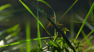 Yeşil bir sazlığa yakından bakın. Etrafı taze yabani bitki örtüsüyle çevrili. Sapını saran küçük bir sarmaşık var. Görüntü yumuşak doğal ışık, sığ alan derinliği ve büyümeyi vurgulayan sakin bir organik arkaplan içerir..