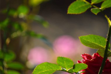 Taze yeşil yapraklarla çerçevelenmiş kırmızı bir gül çiçeğinin kısmi görüntüsü yumuşak, pembe ve nötr arkaplanlı güneş ışığıyla fotoğraflanmış. Sığ alan derinliği cömert bir kopya alanı ve sakin, romantik bir atmosfer yaratır..