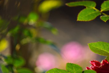 Yumuşak odaklı arka planda, yeşil yapraklı kısmi kırmızı bir gül pürüzsüz ve nötr bir bokeh arka planına karşı. Görüntü, sıcak doğal ışık ve sığ alan derinliği ile geniş negatif kopya alanı sunar..