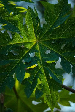Arkasından güneş ışığıyla aydınlatılan yeşil papaya yaprağının yakın çekimi, ayrıntılı damar yapısı ve organik dokuyu ortaya çıkarıyor. Doğal ışıklandırma, yumuşak arka plan bulanıklığı ile canlı yeşil bir parıltı yaratır. Doğa ile ilgili kavramlar için uygun.