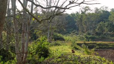 Bereketli yeşil bitki örtüsü, uzun ağaçlar ve doğal gün ışığı altında açık bir kırsal alan içeren huzurlu bir kırsal alan. Otlak yol boyunca dinlenen bir köpek sakin bir köy atmosferi ekler ve sahneyi doğa teması için ideal kılar..