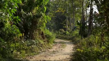 Yoğun ağaçlar, bitkiler ve doğal bitki örtüsüyle çevrili yemyeşil bir ormanın içinden geçen manzaralı bir toprak yol. Barışçıl açık hava manzarası doğayı, kırsal yaşamı, çevre dostu seyahatleri, kırsal manzaraları temsil ediyor..