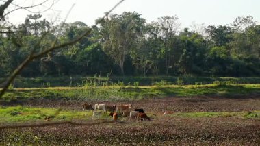 Bir grup sığırın yemyeşil orman ve açık kırsal alanla çevrili doğal bir sulak arazide otladığını gösteren huzurlu bir kırsal alan. Sahne geleneksel tarım ve sürdürülebilir tarımı temsil ediyor.