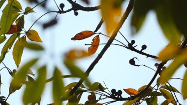 Parlak gökyüzüne karşı yumuşak doğal gün ışığıyla aydınlatılan yeşil ve altın-kahverengi yapraklı ağaç dallarının yakın görüntüsü. Sanatsal kompozisyon mevsimsel geçiş, doğal dokular, bitki yaşamını vurguluyor.