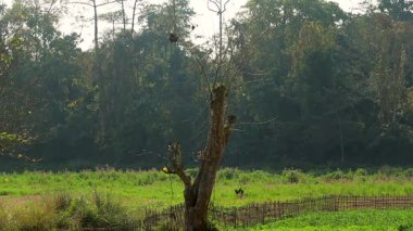 Vahşi bitki örtüsüyle çevrili yemyeşil bir çayırda, sık orman ağaçlarının doğal bir zemin oluşturduğu yalnız bir ağaç duruyor. Sahne, yumuşak gün ışığında, doğayı, sükuneti ve çevresel dengeyi sembolize eden huzurlu bir kırsal alan yakalıyor.