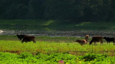 Sakin bir nehrin kenarındaki yemyeşil çayır boyunca yayılmış otlayan bir grup sığırın bulunduğu huzurlu bir kırsal alan. Yumuşak güneş ışığı arka plandaki ormandan süzülerek sakin ve doğal bir atmosfer yaratır..