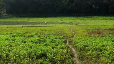 Geniş doğal bir manzara, yoğun bitki örtüsünü kesen dar bir patikası olan yemyeşil sulak bir çayırı gösteriyor. Otlayan sığırlar, arka planda karanlık bir orman çizgisi olan açık araziye saçılmıştır. Sahne kırsal yaşamı yansıtıyor..