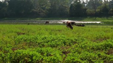 Sakin bir nehrin kenarında yemyeşil bir çayırda otlayan sığırları ve arka planda sık orman ağaçlarını gösteren huzurlu bir kırsal alan. Doğal manzara tarımı, çiftlik hayvancılığını ve kırsal yaşamı ön plana çıkarıyor..