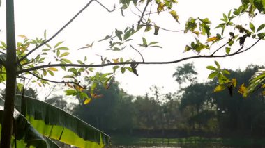 Güneşli ağaç dalları, sakin bir kırsal alanda uzanan yeşil yapraklarla, ön planda muz yaprakları görünür ve arka planda doğal bir su kütlesi ve orman. Manzara tropikal bitki örtüsünü vurguluyor, huzurlu kırsal kesimi..
