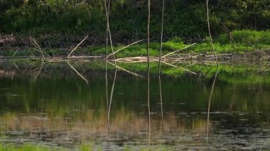 Kuru bambu çubukları ve çevreleyen yeşil bitki örtüsünün berrak yansımalarıyla durgun bir nehir kenarı manzarası. Doğal ortam, gün ışığında sükuneti, kırsal sulak arazi güzelliğini ve huzurlu çevreyi ön plana çıkarıyor..