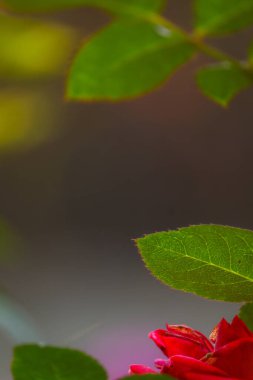 Taze yeşil yaprağın yakın plan ayrıntıları ve kırmızı gül yumuşak, bulanık bir arkaplan üzerinde kısmen görünür. Sığ alan ve doğal ışığın derinliği çiçek desenleri, romantik temalar ve sağlık görselleri için ideal sakin ve zarif bir kompozisyon yaratır..