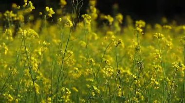Yeşil tarım alanında açan sarı hardal çiçekleri taze ve canlı bir doğal arkaplan oluşturuyor. Tarım, doğa, kırsal ve mevsimsel kavramlar için elverişli.