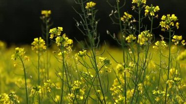 Yeşil tarımsal alanda yetişen sarı hardal çiçeklerinin yakın plan görüntüsü. Yumuşak doğal arka plan. İnce gövdeler ve parlak çiçekler mevsimlik çiftçiliği, bitki gelişimini ve kırsal doğayı temsil eder..