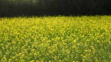 Sarı hardal çiçeklerinden oluşan geniş bir tarla yeşil tarım arazileri boyunca çiçek açarak parlak ve doğal bir kırsal alan oluşturur. Görüntü mevsimsel tarımı, ekin büyümesini ve kırsal doğayı temsil ediyor..