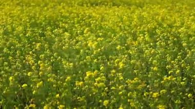 Sarı hardal çiçeklerinden oluşan yoğun bir tarla yeşil tarım arazilerini kaplayarak parlak ve doğal bir kırsal alan oluşturur. Sahne mevsimsel tarım, mahsul büyümesi ve kırsal doğayı temsil ediyor..