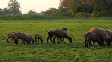 Bir koyun sürüsü, yumuşak akşam ışığında açık yeşil bir çayırda özgürce otluyor. Kırsal alan çiftlik hayvanları, tarım ve huzurlu kırsal manzarayı ön plana çıkarıyor.