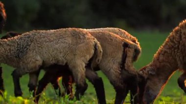 Sıcak akşam güneşinde taze yeşil çimlerde otlayan koyunların yan görüntüsü. Çiftlik hayvanları, tarım ve huzurlu kırsal yaşamı ön plana çıkaran kırsal tarım manzarası.