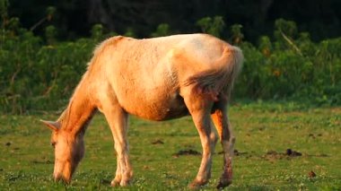 Altın saat boyunca açık bir çayırda taze yeşil çimlerde otlayan sakin bir at. Hayvan doğal kırsal bir çevrede huzur içinde beslenir. Çevresi yeşilliklerle, çiftlik hayatıyla, kırsal kesimdeki sükunetle ve doğadaki hayvan davranışlarıyla çevrilidir..