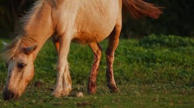 Sıcak, doğal ışık altında, açık bir kırsal çayırda, taze yeşil çimlerde sakince otlayan bir atın yakın plan görüntüsü. Sahne, sakin bir çiftlik hayatı, hayvan davranışları ve sakin bir açık hava ortamındaki kırsal doğayı vurguluyor..