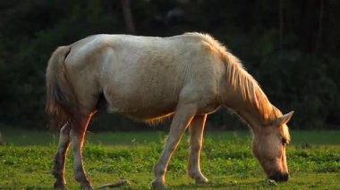 Sıcak altın saat ışığı altında açık bir çayırda huzur içinde otlayan bir atın geniş bir yan görüntüsü. Sakin kırsal kesim çiftlik hayatını, doğal hayvan davranışlarını ve kırsal çevrenin sessiz güzelliğini ön plana çıkarıyor..