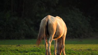 Sıcak altın saat ışığı altında yeşil bir çayırda otlayan bir atın dikiz görüntüsü. Sakin kırsal kesim doğal hayvan davranışlarını, huzurlu çiftlik yaşamını ve açık havada sakin bir kırsal atmosferi ön plana çıkarıyor..