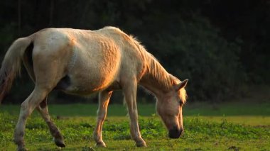 Yumuşak akşam ışığında açık bir çayırda otlayan bir atın huzurlu bir yan görüntüsü. Sahne sakin kırsal yaşamı, doğal hayvan davranışlarını ve sakin bir kırsal atmosferi yansıtıyor..