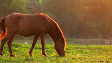 Kahverengi bir at, gün batımında açık bir çayırda taze yeşil çimlerde huzur içinde otluyor. Altın parıltı sakin bir kırsal atmosfer yaratır, doğal hayvan davranışlarını, kırsal çiftlik yaşamını ve sakin bir açık hava ortamını ön plana çıkarır..