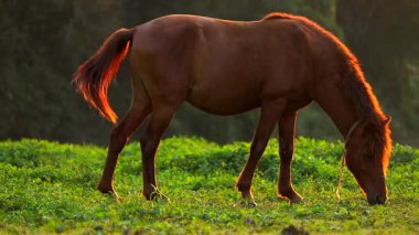 Kahverengi bir at sıcak altın saat ışığı altında açık bir alanda taze yeşil çimlerde huzur içinde otluyor. Sakin kırsal alan doğal hayvan davranışlarını, kırsal çiftlik yaşamını ve doğa ile çevrili sakin bir açık hava ortamını ön plana çıkarıyor..