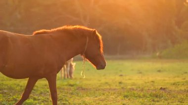 Yumuşak altın gece ışığı altında yeşil bir çayırda sessizce duran kahverengi bir at yelesini ve vücudunu aydınlatan sıcak güneş ışığıyla. Huzurlu kırsal çevre, doğal hayvan davranışlarını, kırsal çiftlik hayatını vurguluyor..