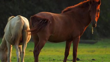Beyaz bir at yakınlarda otlarken, sıcak altın saat ışığı altında yeşil bir çayırda sakince duran kahverengi bir at. Yumuşak günbatımı parıltısı ve doğal çevre huzurlu bir kırsal atmosfer yaratır, hayvan davranışlarını ve arkadaşlığını ön plana çıkarır..