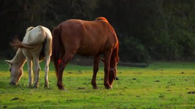 Kahverengi bir at ve beyaz bir at, yumuşak akşam ışığında yeşil bir çayırda sakince otluyor. Sessiz kırsal alan ve doğal çevre, barışçıl hayvan davranışlarını, arkadaşlığı ve sakin kırsal atmosferi vurguluyor..