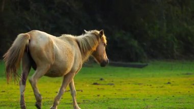 Açık renkli bir at, sakin bir kırsal alanda yeşil bir çayırda sakince yürüyor. Doğal çevre ve yumuşak akşam ışığı, serbest dolaşan hayvan davranışlarını ve pastoral çiftlik hayatını ön plana çıkaran, huzurlu bir kırsal atmosfer yaratıyor..