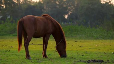 Kahverengi bir at, doğal bitki örtüsüyle çevrili açık bir çayırda yeşil çimlerde huzur içinde otluyor. Sakin kırsal çevre ve yumuşak doğal ışık dingin hayvan davranışlarını, kırsal yaşamı ve sakin bir açık hava ortamını ön plana çıkarıyor..