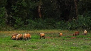 Bir koyun sürüsü sık bir ormanın yakınındaki açık yeşil bir alanda huzur içinde otluyor. Kırsal alan ve doğal çevre geleneksel çiftçiliği, çiftlik hayvanlarını otlatmayı ve sakin bir kırsal alanı vurguluyor..