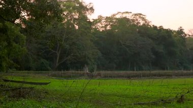 Yoğun orman ve ağaçlarla çevrili yeşil tarım arazilerinin bulunduğu huzurlu bir kırsal alan. Doğal manzara, zengin yeşillik ve açık alanla kırsal yaşamı, tarımı ve sakin bir açık havayı yansıtıyor..