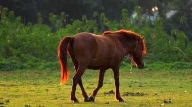 Altın saat boyunca yeşil bir tarlada tek başına yürüyen kahverengi bir at, gün batımının sıcacık ışığıyla aydınlanıyor. Barışçıl kırsal yerleşim ve doğal çevre, doğayla olan özgürlüğü, yalnızlığı ve bağlantıyı sembolize eden sakin bir kır manzarası yaratır..
