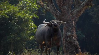 Kırsal bir orman ortamında büyük bir ağacın yanında duran evcil bir su bufalosunun ön görüntüsü. Güçlü boynuzlu hayvan bir iple bağlanmış, geleneksel çiftlik hayvanı yönetimini ve doğal yeşilliklerle çevrili kırsal tarım hayatını yansıtıyor..